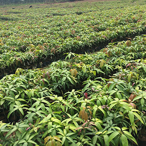 Mango saplings_grafted